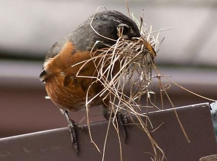 Bird Build a Nest
