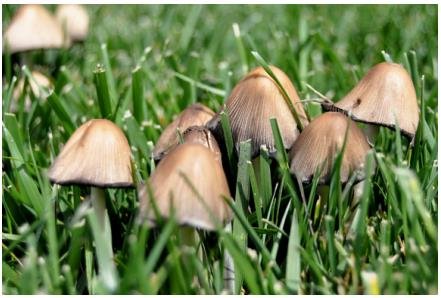 How to Get Rid of Mushrooms in Grass