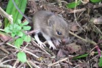 What do Field Mice Eat