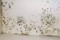 What does Mold Smell Like