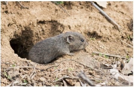 Get Rid of Voles Naturally