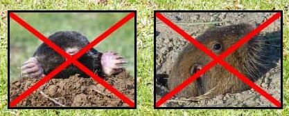 How to Get Rid of Voles Naturally