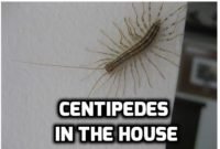 what causes centipedes in the house