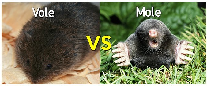 Vole vs Mole Difference