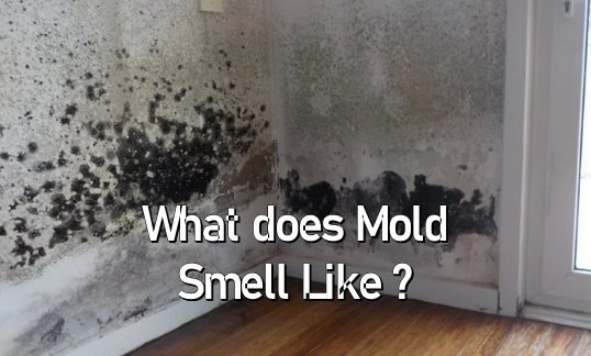 What does Mold Smell Like
