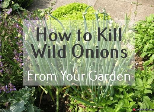 how to kill wild onions