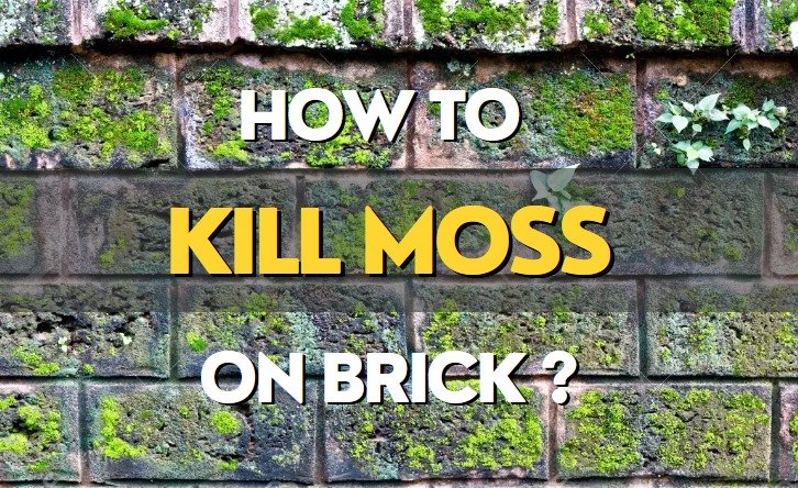 how to kill moss on brick