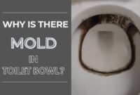 why is there mold in my toilet bowl